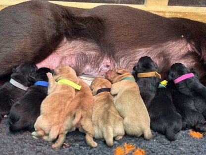 Labrador Welpen mit Ahnentafel