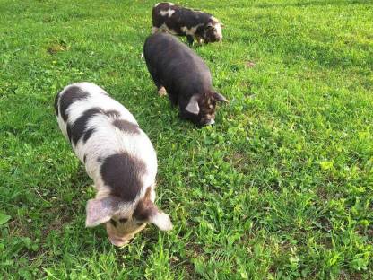 Bild 5:Kune Kune Herdbuch-Schweine