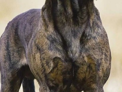 Suche Schweißhund