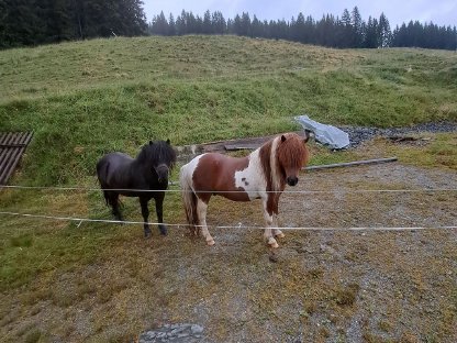 Bild 4:Shetlandpony Deckanzeige