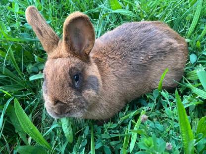 Havanna Hase braun Rammler