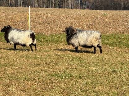 Bild 4:Heidschnuckenbock reinrassig