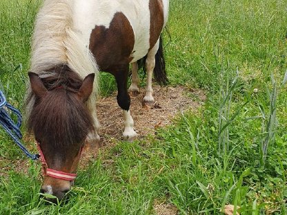 Schönes Pony zu verkaufen