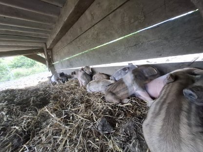 Bild 4:Verkaufe Ferkel