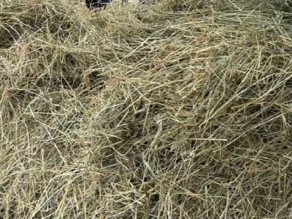 Bild 3:Bioheu in Klein- und Rundballen Ernte 2024 und 2025 zu verkaufen