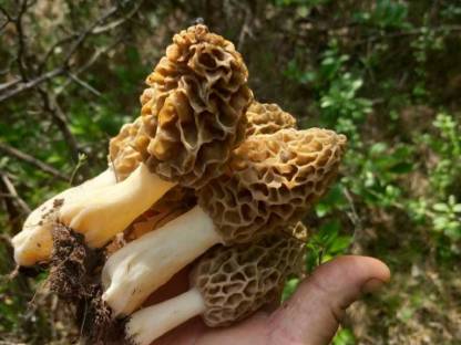 Bild 2:Frische Morcheln (Morchella esculenta) aus Rumänien – Premiu