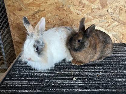 Bild 2:Jungkaninchen Farbenzwerg, Löwenkopf