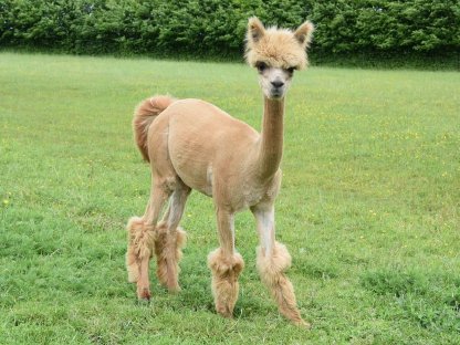 Bild 3:Alpakas