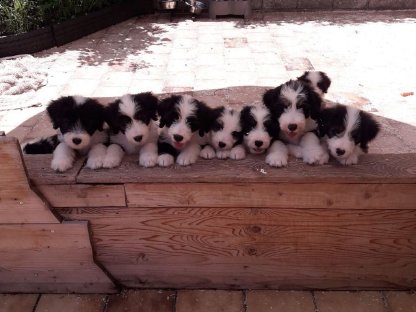 Bild 3:Bearded Collie Bobtail Mischlingswelpen