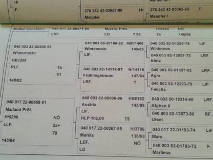 Bild 6:Haflingerstute mit Herz oder Fohlen bei Fuß