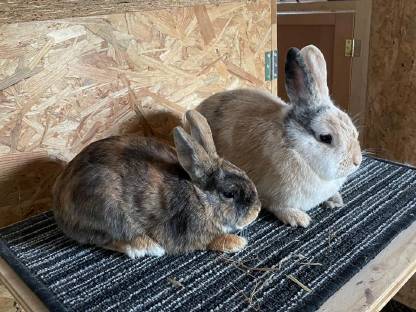 Bild 3:Jungkaninchen Farbenzwerg, Löwenkopf