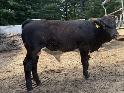 Tux-Zillertaler / Eringer Stier (BRUNO)