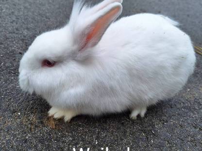 Bild 6:Löwenkopf-Hasen