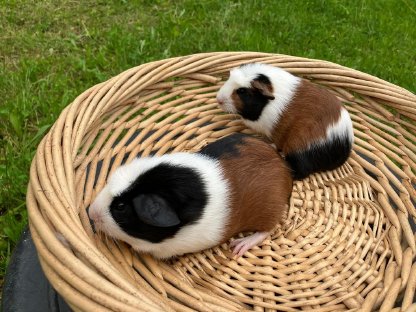 Bild 2:Crested Meerschweinchen