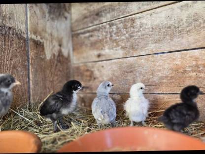 Bild 6:Bruteier oder Küken