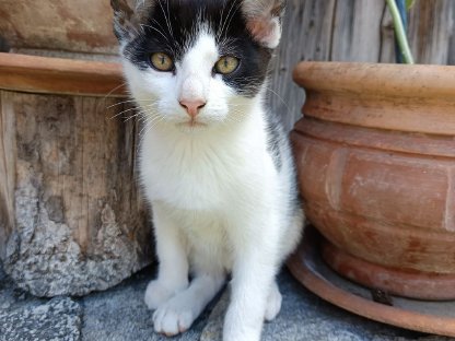Katzenkinder