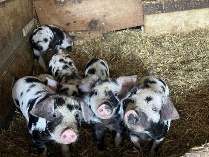 Turopolje Schweine