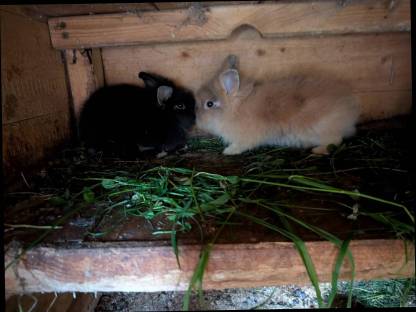 Bild 3:In allen Farben Zwergkaninchen ganzjährig zu vergeben