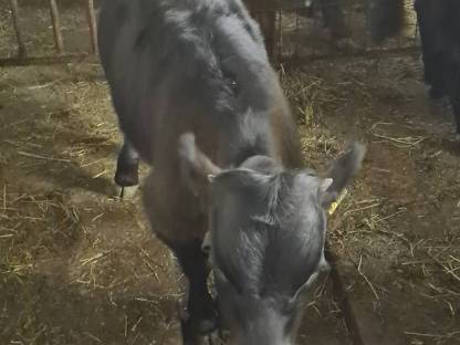 Bild 5:BIO Dexter Kalbinnen