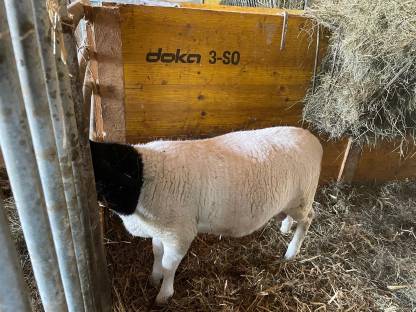 Bild 2:Reinrassige Dorper Jungböcke