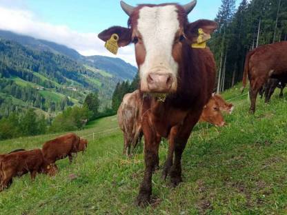 Zwerg Zebu Stier