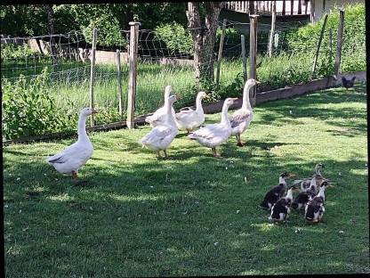Gänse