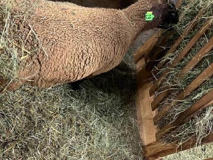 Bild 2:Jura Zuchtlämmer