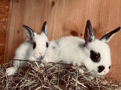 Kaninchen