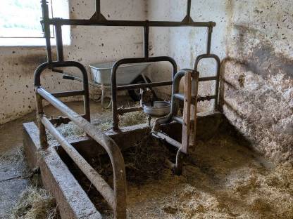 Bild 5:Aufstallung für Kälber und Kühe