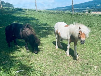 2 Mini Shetland Ponys Stuten