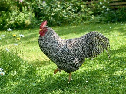Stolzer Amrock Hahn zu vergeben