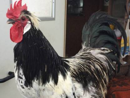 Bild 3:BRABANTNER Bauernhuhn Hähne