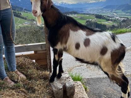 Bild 6:Tauernschecken Jungbock Rocky