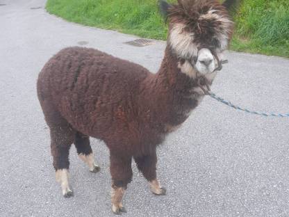 Bild 3:Alpakahengst