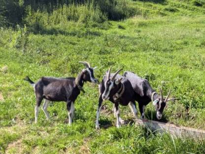 Suche Bock - Bündner Strahlenziege