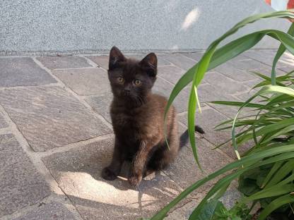 Kleine Katze
