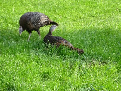 Bild 9:Nordamerikanische Wildpute, 1 Henne vom 3.7.2024