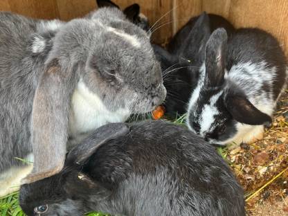 Bild 4:Viele Hasen abzugeben