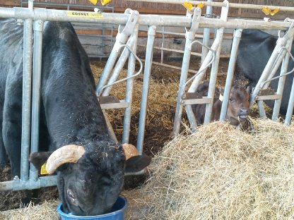 Kleine Wagyu-Zuchtherde zu verkaufen
