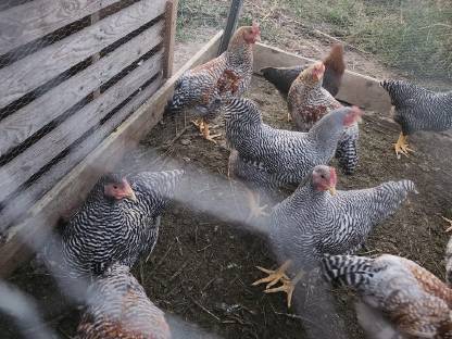 Bild 2:Junghähne Bielefelder Kennhuhn