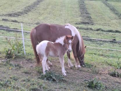 Bild 2:Ponyhengst ab Herbst abzugeben