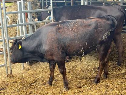 Bild 2:Wagyu-Stier, 100%