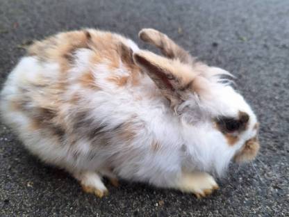 Bild 4:Löwenkopf-Hasen