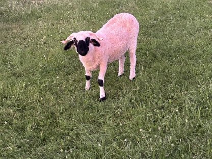 Verkaufe Walliser Schwarznasenschaf Aue
