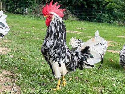 Exchequer-Leghorn Bruteier