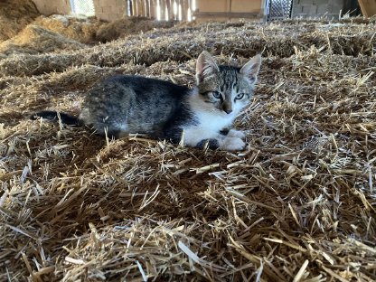 Katzenbaby