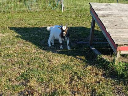 Bild 7:Minizwergziegen