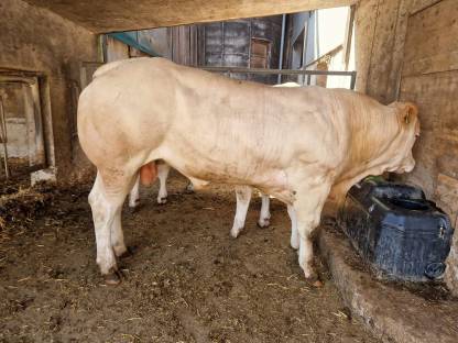 Blonde d’Aquitaine Deckstiere