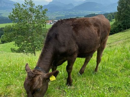 Wagyu Kalb/Jahrling 100% Vollblut inkl. SNP Typisierung