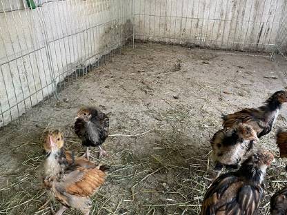 Bild 4:Seidenhühner, Orpington und Buschhühner